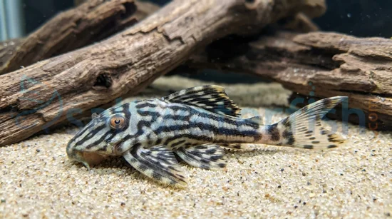 Royal Xingu Plecostomus L-027