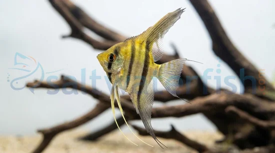Silver Veil Angelfish