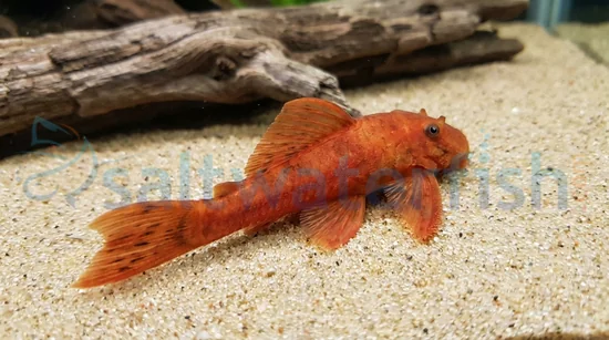 Super Red Bushy Nose Plecostomus