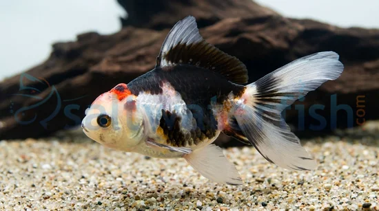 Tricolor Oranda Goldfish