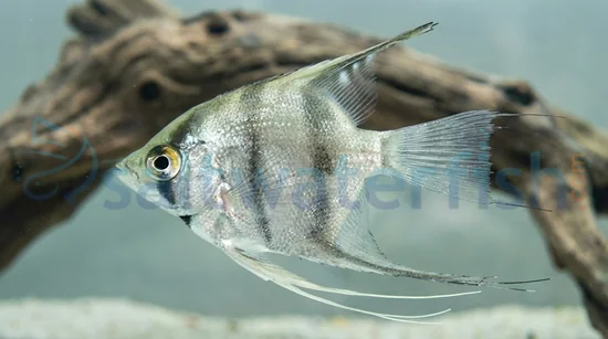 Zebra Lace Angelfish