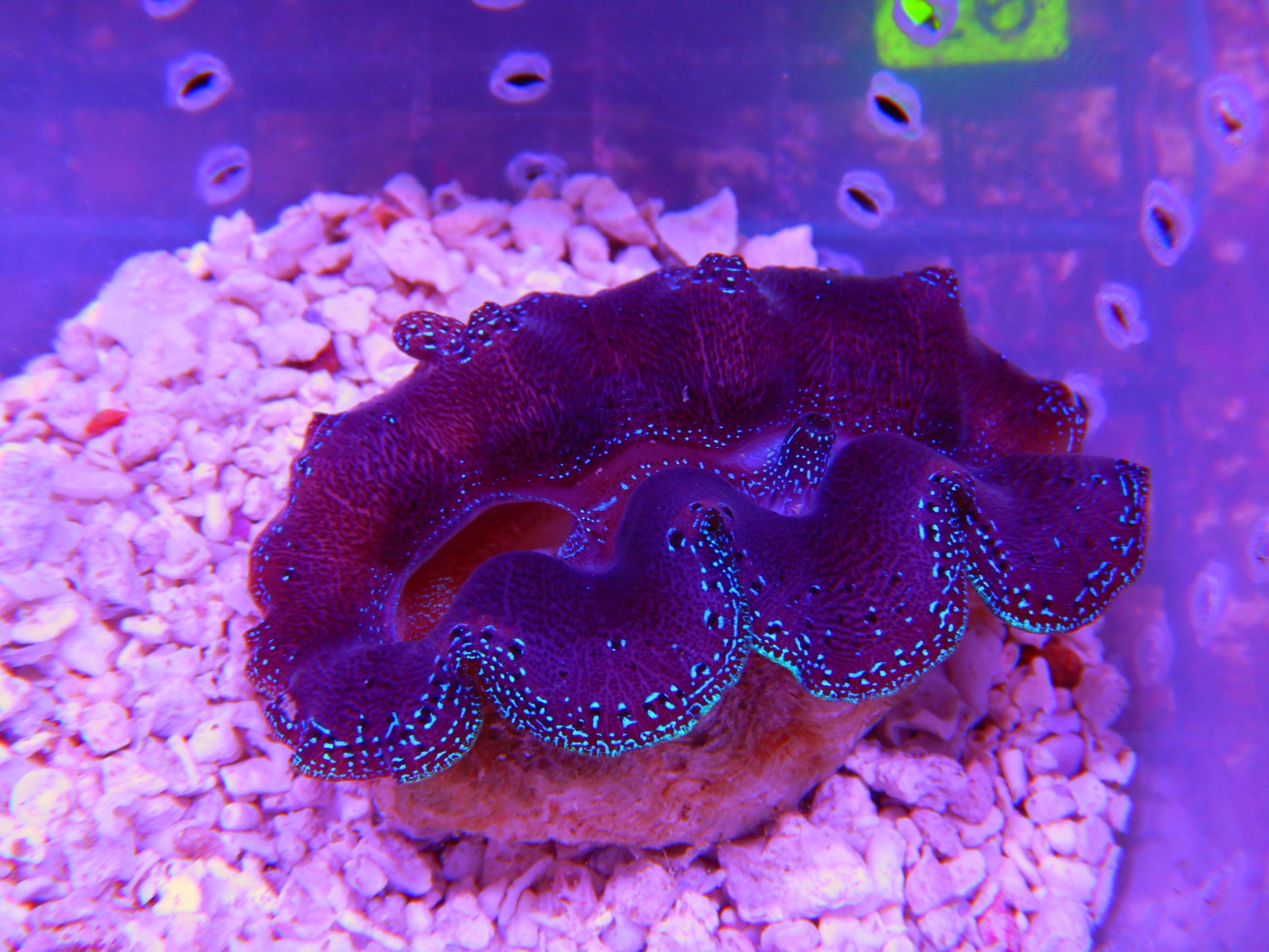 E15 -CLAM CROCEA 2 TO 3 INCH - Soft Corals Mushrooms Anemones