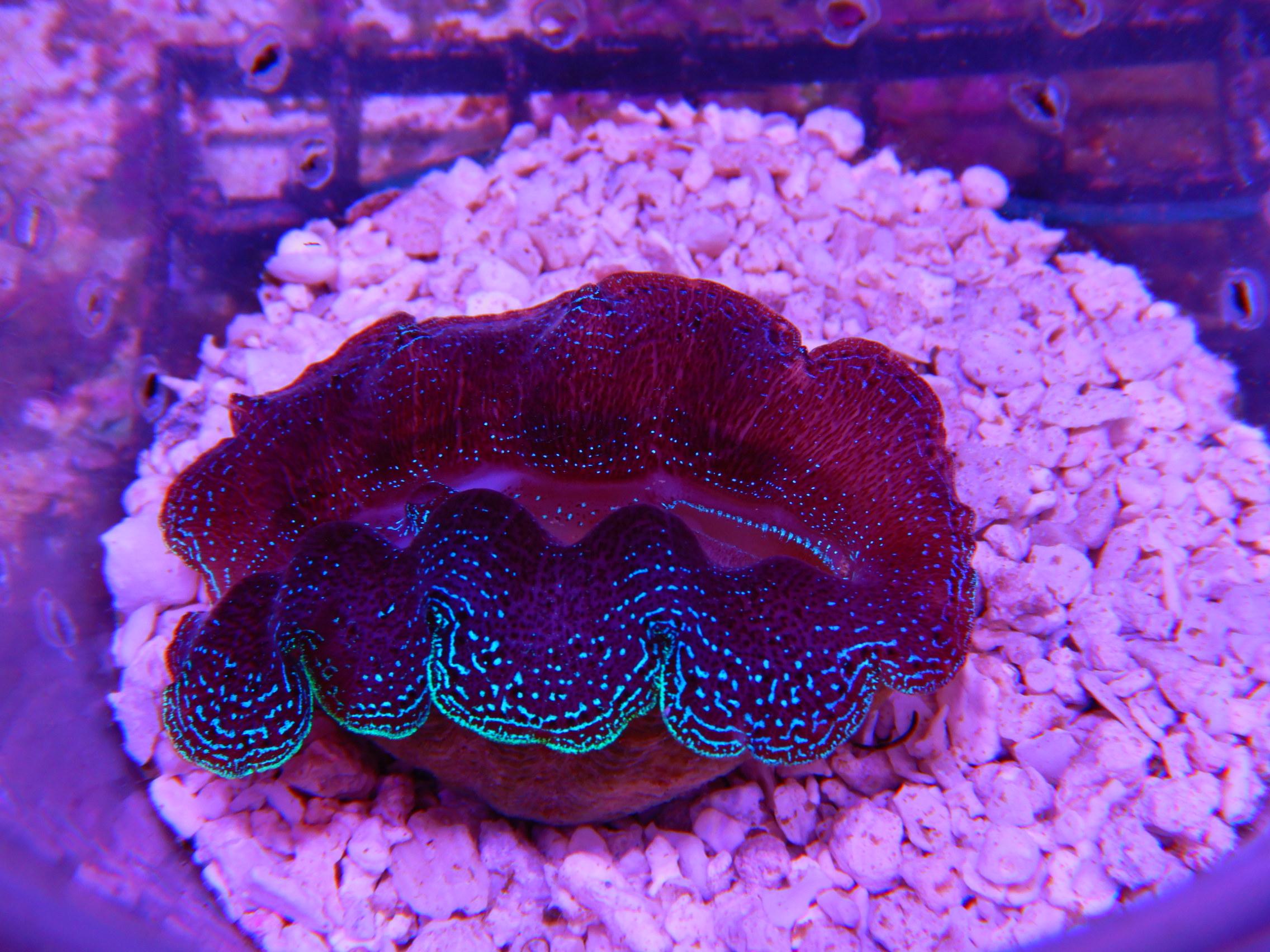 E16 -CLAM CROCEA 2 TO 3 INCH - Soft Corals Mushrooms Anemones