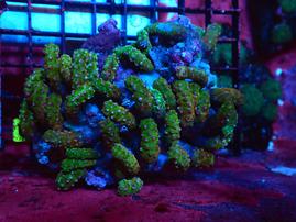 H05 -SNAKE POLYP METALLIC