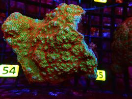 O0054 -MONTIPORA CHILLI PEPPER - Sps Corals