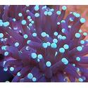 Torch Coral: Green Tips - Australia
