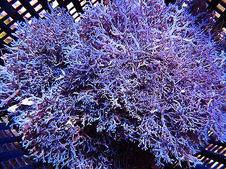 ORA Blue Hypnea