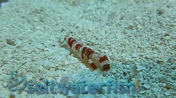 Pistol Shrimp: Randalli