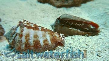 Sand Sifting Crew + Diamond Goby