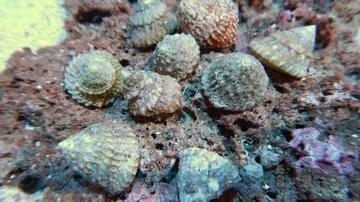 Turbo/Astrea Snail - Group of 10