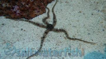 Red Brittle Starfish