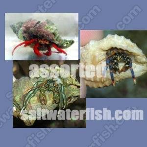 100 Mixed Cleaner Snails & Hermit Crabs