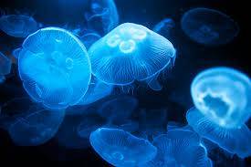 Moon Jellyfish - Captive Bred