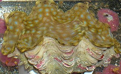 Squamosa Clam Ultra - Aquacultured