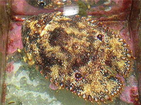 Slipper Lobster Orange - Caribbean