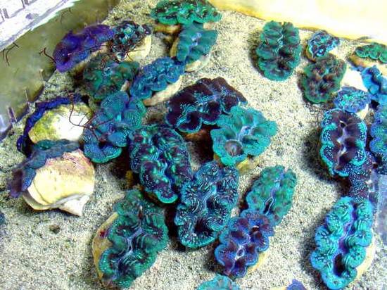 Crocea Clam: Electric - Aquacultured