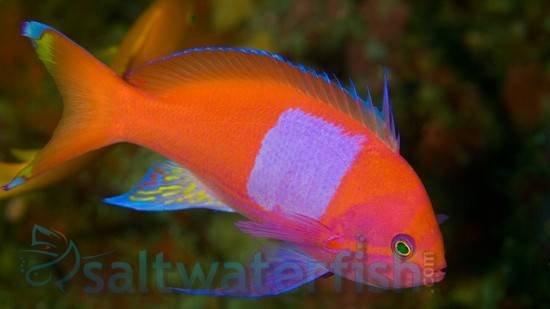 Pink Square Anthias: Female