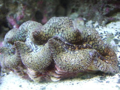Maxima Clam : Gold - Aquacultured