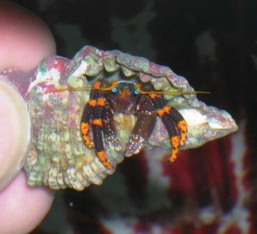 Halloween Hermit Crab