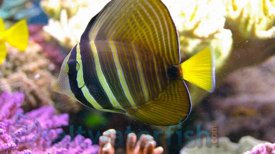 Sailfin Tang