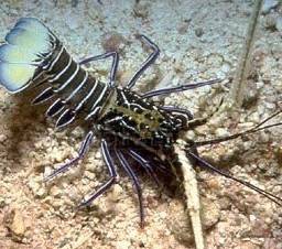 Blue Spiny Lobster