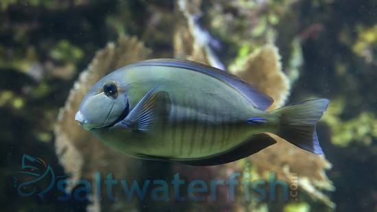 Doctorfish