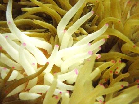 Condylactis Anemone: Green - Atlantic