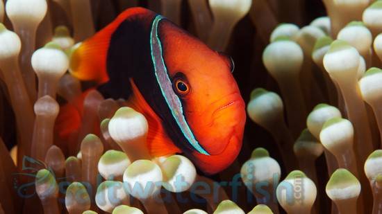 Cinnamon Clownfish - Eastern Asia
