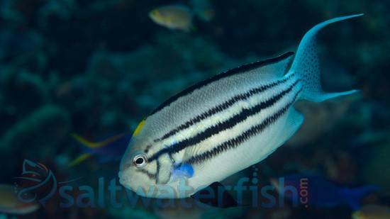 Lamarck Angelfish: Female