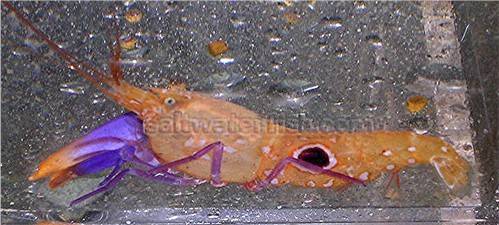 Pistol Shrimp: Bullseye