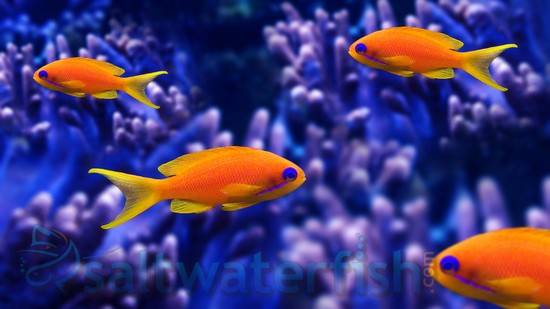 Lyretail Anthias - Female