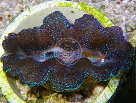 Crocea Clam: Blue - Fiji - Aquacultured