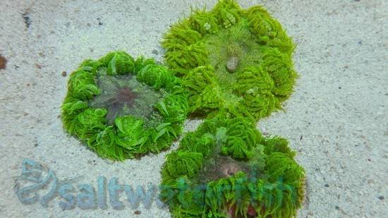 Flower Anemone: Metallic Green - Atlantic