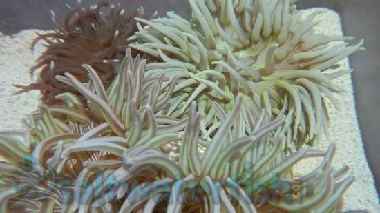 Long Tentacle Anemone