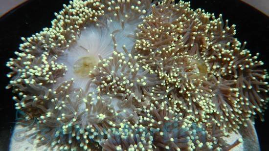 Ritteri Anemone Radiantus magnifica