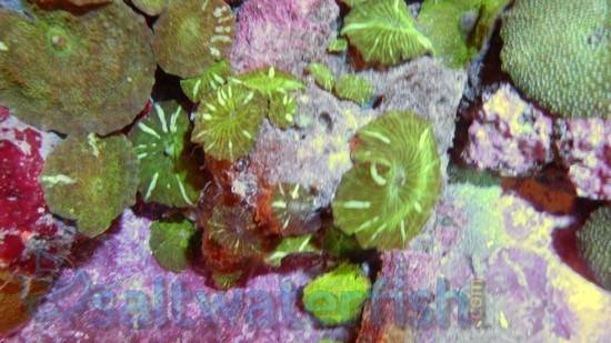 St. Thomas Mushroom Coral: Red Bubble - Atlantic