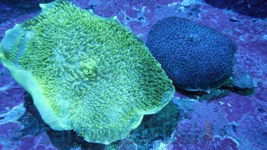 Giant Cup Mushroom - Aquacultured