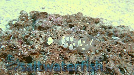 White Patched Anemone Shrimp