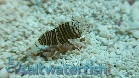 Zebra Shrimp - Super Special