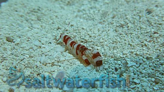 Pistol Shrimp: Randalli