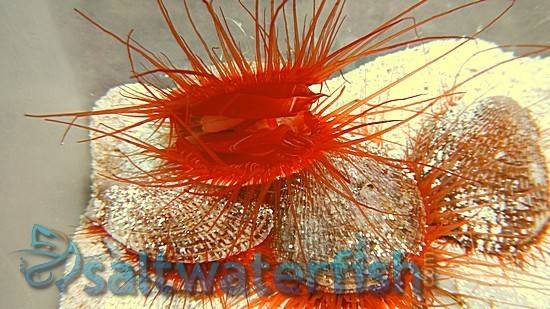Flame Scallop - Atlantic