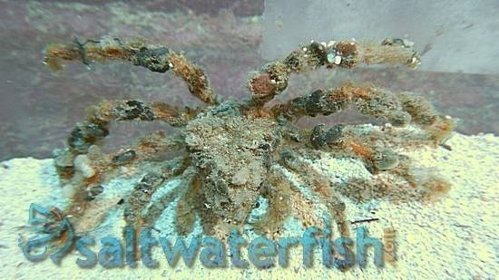 Decorator Spider Crab