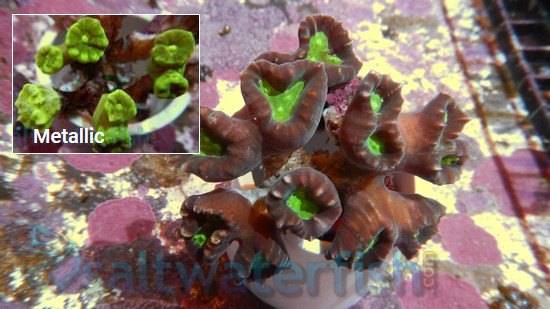 Big Pipe Trumpet Candy Cane Coral - Aquacultured