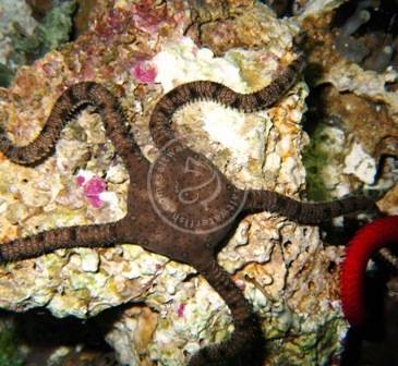 Serpent Starfish