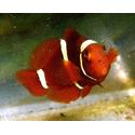 Gold Stripe Maroon Clownfish - Captive Bred