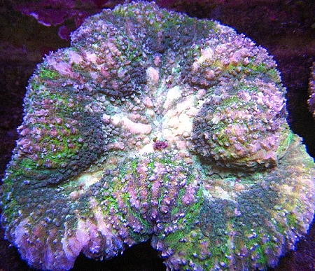 Symphyllia Brain Coral: Color