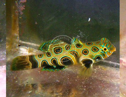 ORA Spotted Target Mandarin Dragonet Captive-Bred