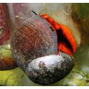 Red Moon Snail - East Pacific