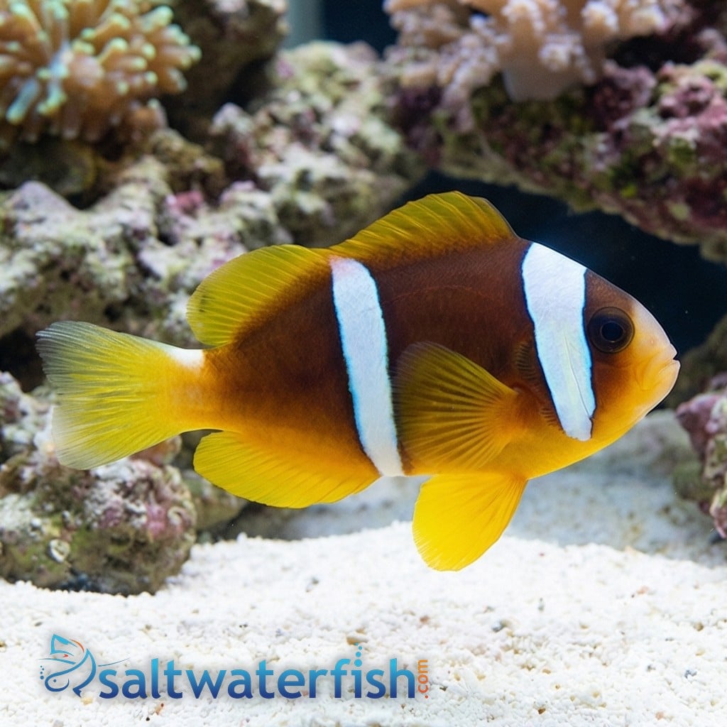 Bicinctus Clownfish - Captive Bred