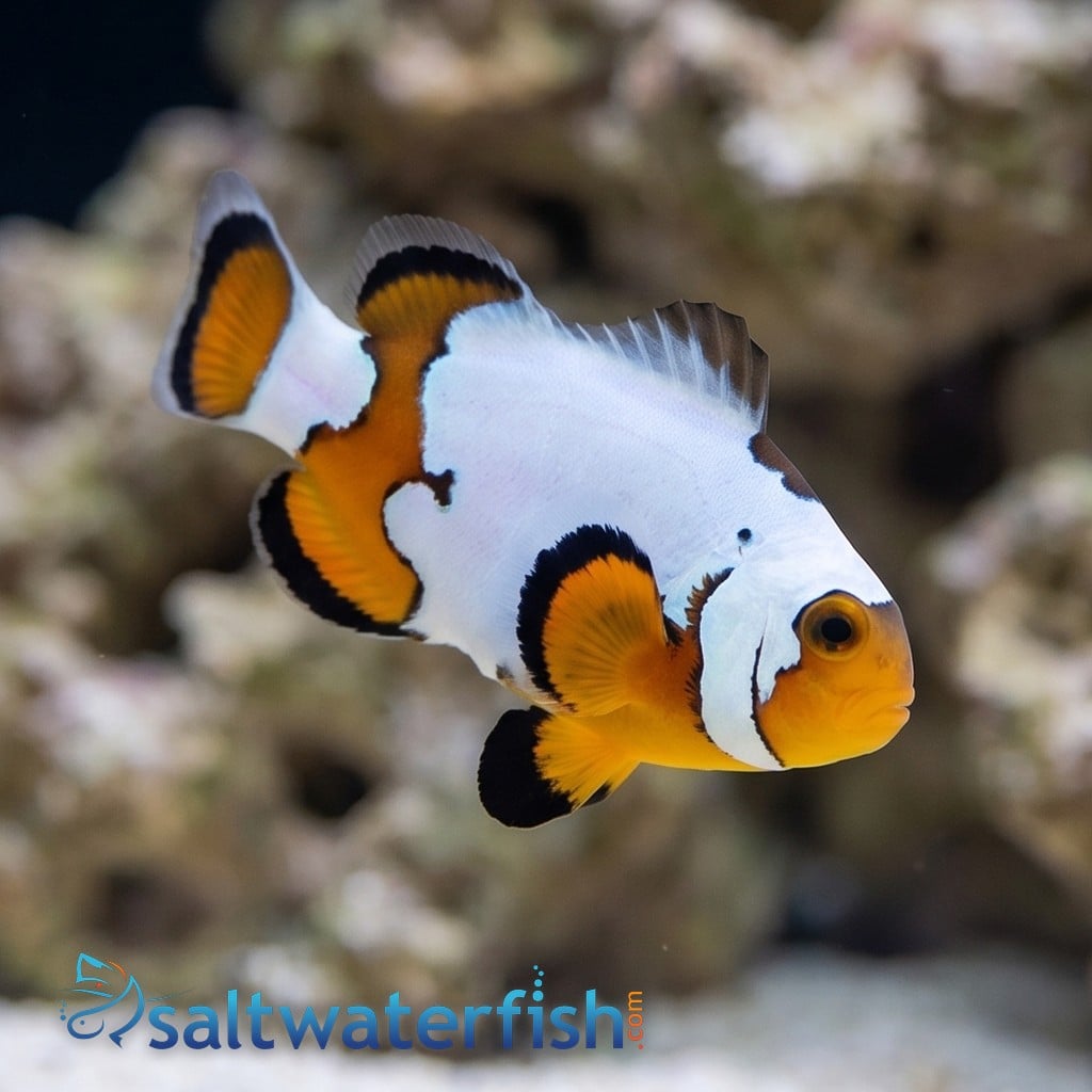 Snowflake Clownfish Premium - Captive Bred